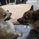 개떼월드 | 강아지 브이로그 | 사회성 없는 우리 갈둥이와 평택 개떼월드 나들이