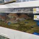 대전 오정동 수산시장 활어포장 추천 🐟진산수산🐟 가격 및 후기