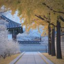 호남카정비 | 2025년 내장산 단풍절정시기 알아보기