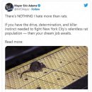 미국 뉴욕시: 쥐 잘잡는 공무원 구합니다 이미지