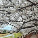 주성초교 | 청주예술제 2026 총정리｜무심천 벚꽃축제 주차 팁까지