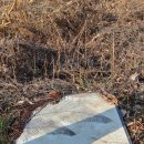 꽃보다 타이어 세종 조치원점 | [세종 조치원 산책 코스 추천] 산수유꽃 따라 걷는 조천 봄 산책