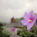 무궁화로 이미지