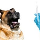 카카오 동물병원 이미지