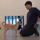불도저 독 케어 센터 | 라떼의 독 피트니스 수업 후기 - 용인수지 독피트니스