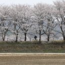 벚꽃길13 노컷뉴스