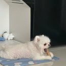 삼미분식 이미지