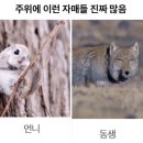 로얄수산