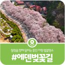 에덴미디어 | [가평 에덴벚꽃길] 수도권 봄꽃여행의 마침표, 꽃비가 내리는 에덴벚꽃길의 현재모습(2026)