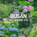 부산 여행 해운대 해수욕장 모래축제 송림공원 바다 수국길 수국 명소 가볼만한곳
