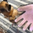 댕댕이 그루밍 | 강아지빗 [양면 실리콘 브러쉬 그루밍장갑] 우리집 댕댕이 직접 사용해본 후기:)