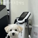 바이브PT