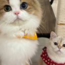 명동8길 이미지