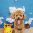 애견미용실 이미지