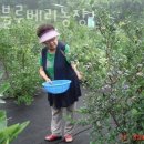 두현농장 | 블루베리농장 두현블루베리농장 블루베리농장체험 가능 나이 비용 방법 후기