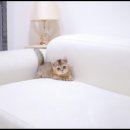 유앤미펫 강아지분양 고양이분양 시흥점 이미지