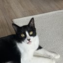 펫피드글로벌 | 고양이 유산균 후기｜닥터티드펫 급여 방법과 변화 기록