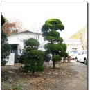 풍경장어 이미지