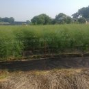 죽동마을 이미지