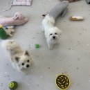 변신하개 이미지