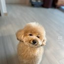 곱디곱개 이미지