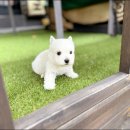 댕냥구리 강아지분양 고양이분양 구리본점 | 구리강아지분양 완벽한 내편