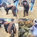 맡겨주개 이미지