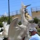 백로(Snowy Egret)와 Sea Lion - &#39;SeaWorld&#39; San Diego, California 이미지