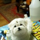 말티즈하우스 이미지