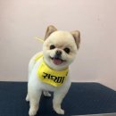 THE반하개 네이버블로그