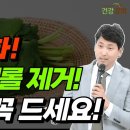 더러운 혈액을 맑게하고 콜레스테롤을 제거해주는 이 나물 꼭 드세요 이미지