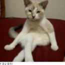 도도한고양이 이미지