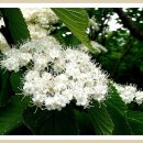 옴서감서 이미지