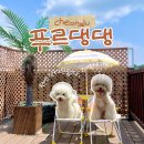 6433 | [청주/푸르댕댕] 청주 애견카페 추천! 리뉴얼 후 더 쾌적해진 푸르댕댕 수영장·루프탑 운동장 방문 후기