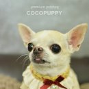 송이애견 이미지