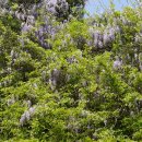 등[Fabaceae (콩과) ＞ Wisteria (등속) ＞ floribunda (등)] 이미지