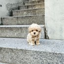 착한애견분양(원주점) 이미지