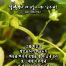 핸드폰 배경화면&잠금화면_20231231_창세기 15장 5절_딸기를 보라 네 자손이 이와 같으리라!_성탄절 후 첫 번째 주일 묵상_밀양 이미지