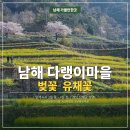 [일원1] 마음을 담은 색연필화 | 남해 가볼만한곳 다랭이마을 벚꽃 유채꽃 만개 시기 총정리