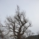 고목초등학교 이미지