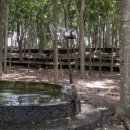 주식회사 게임플러스어뮤즈먼트 | 발리 우붓 여행기/따만우중/몽키포레스트/캄푸한리지워크/원숭이한테 어깨빵 당한 썰(서이추환영)