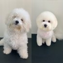 한일애견미용실 이미지