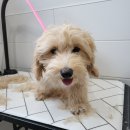 동행펫살롱 이미지