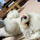 천하무적다온