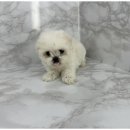 도그마루 동물병원 이미지