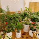 블랑-메이 이미지