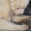 천하태평이 이미지