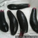 수.보리밥 이미지