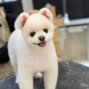 꿈의 애견미용 이미지
