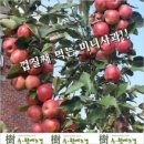 수원예조경 - 화성시 제암고주로53번길 6 | 수원예조경